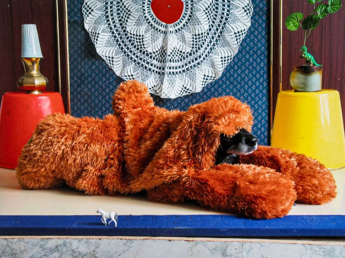 Brinkmann, Thorsten – Ernie - Portraits of a Studiodog. 6 C-prints op Ultra Endura van Kodak