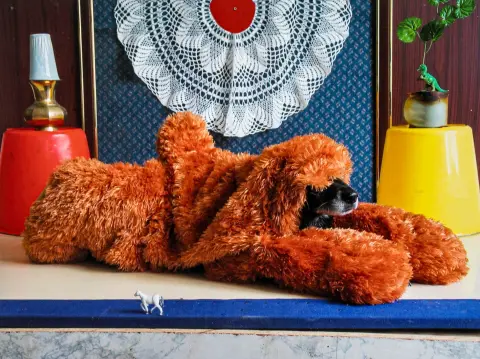 Brinkmann, Thorsten – Ernie - Portraits of a Studiodog. 6 C-prints op Ultra Endura van Kodak