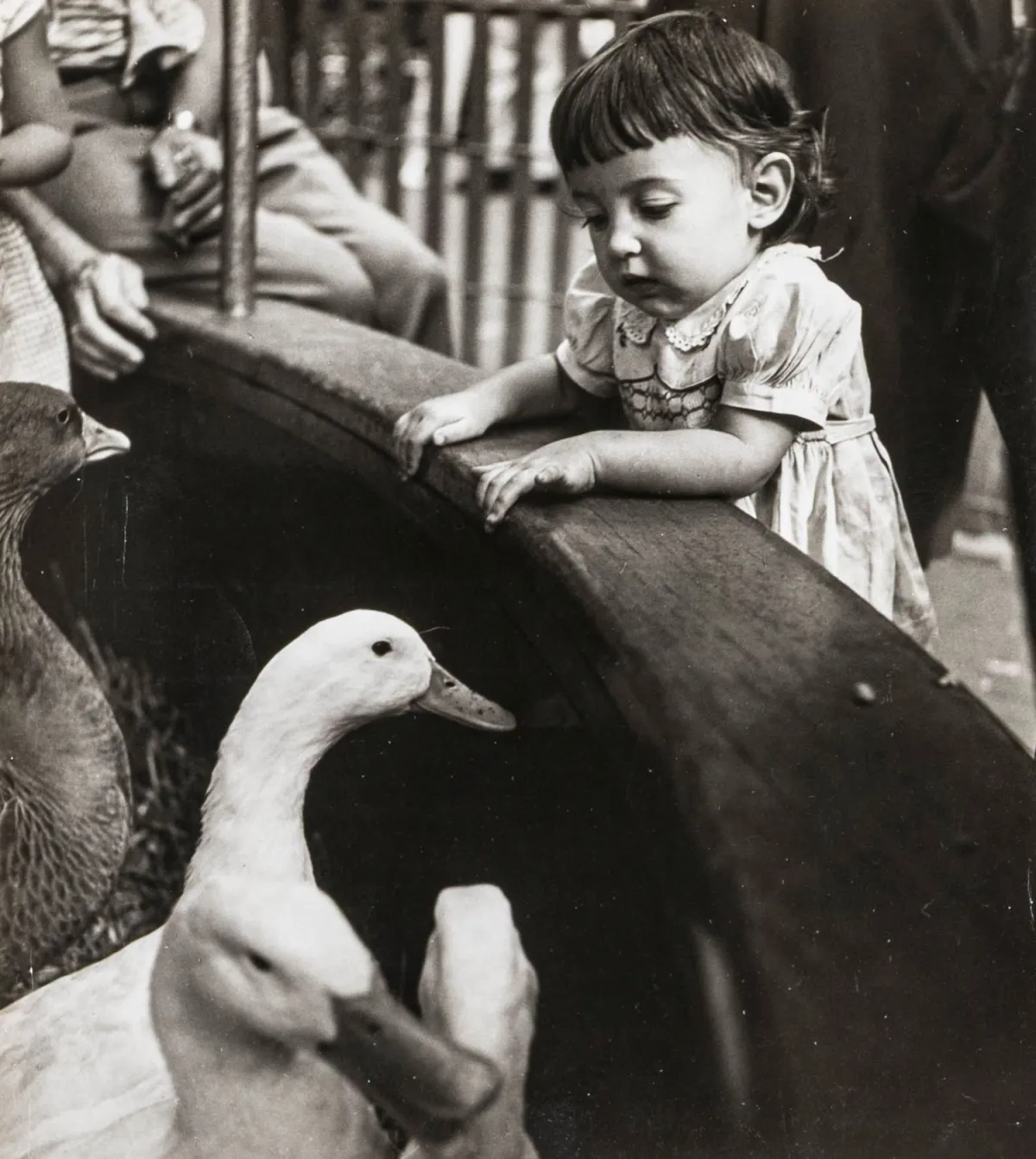 Bubley, Esther – Bronx Zoo, N.Y.C. Girl meets geese in the Children's Zoo