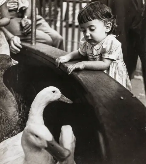 Bubley, Esther – Bronx Zoo, N.Y.C. Girl meets geese in the Children's Zoo
