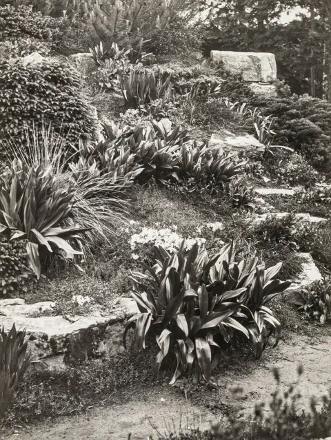 Stone, Sasha – Sans titre. (Le jardin du Dr Hruska). Gélatine argentique sur papier baryté. Vintage.