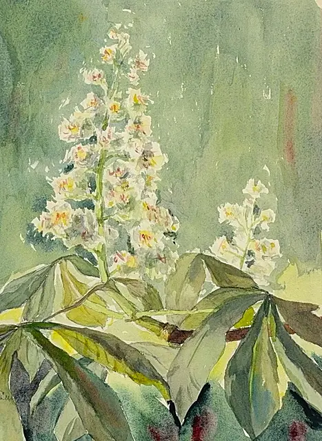 Curt Creutz, floraison de marronniers, branche de marronnier en fleurs avec chandelles blanches, étude botanique