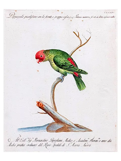 Папуга, розфарбована мідна гравюра з «Ornithologia» Саверіо Манетті, XVIII ст.