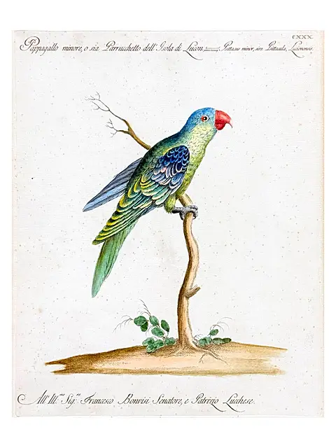 Папуга з острова Лусон, розфарбована мідна гравюра, «Ornithologia» Манетті, XVIII ст.