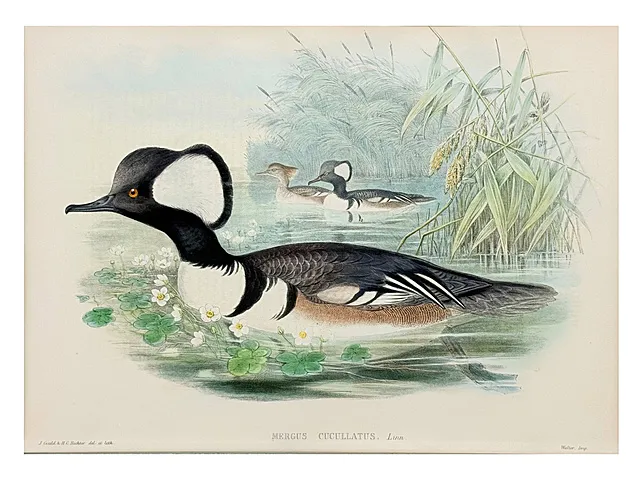 John Gould, morčák bílý, kolorovaná litografie z The Birds of Great Britain