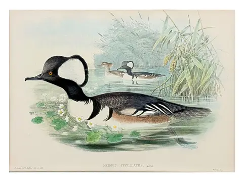 John Gould, Harle huppé, lithographie coloriée tirée de The Birds of Great Britain