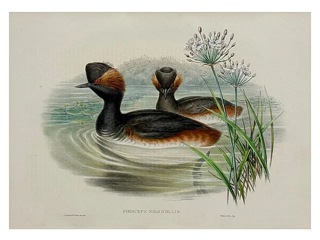 John Gould, Grèbe esclavon, lithographie coloriée, The Birds of Great Britain