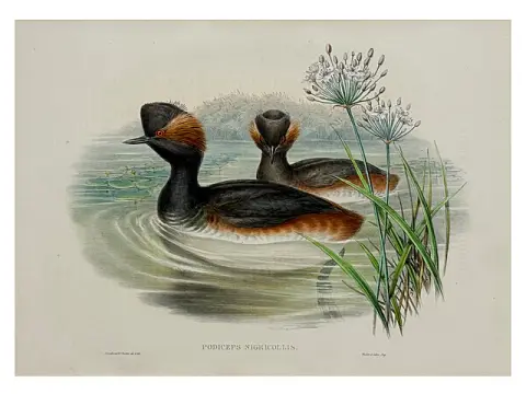 John Gould, Grèbe esclavon, lithographie coloriée, The Birds of Great Britain