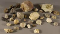 Collection de divers fossiles marins
