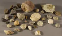 Collection de divers fossiles marins