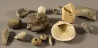 Collection de divers fossiles marins