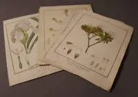 13 ingekleurde kopergravures van Ludwig Schmidt, planten en dieren, Duits 18e eeuw