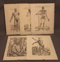 Andreas Vesalius (1514-1564), lékař Karla V., „Humani corporis fabrica libri septem“, Basilej 1543