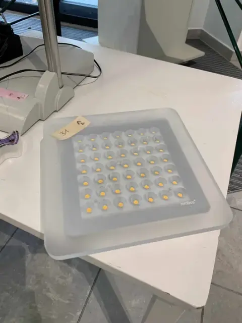 2 piezas lámpara de techo Nimbus