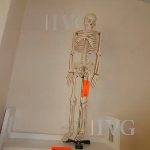 Anatomian luurankomalli AO