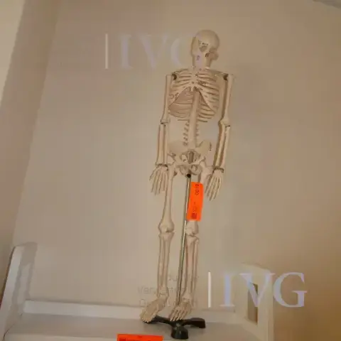Anatomian luurankomalli AO