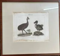 Blad fra et værk omkring 1700, håndkoloreret "Fugle", kasuar og dodo, indrammet/glas, plettet, ramme 50x46 cm