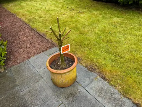 Plante med potte