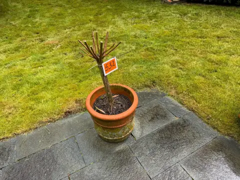 Plante med potte