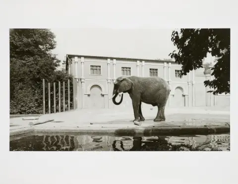 Candida Höfer，科隆动物园，1991