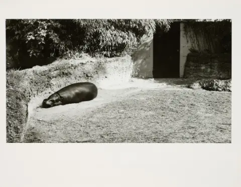 Candida Höfer，巴塞尔动物园 I