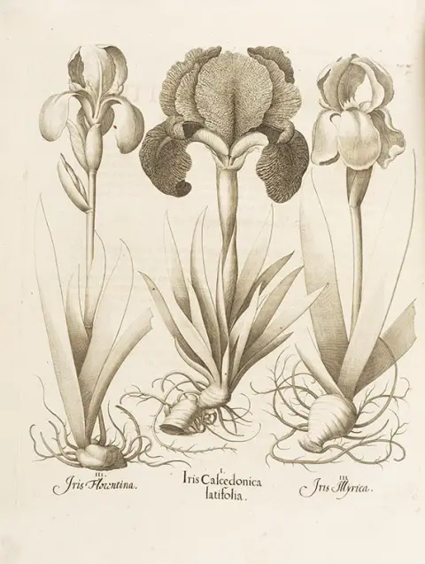 Basilius Besler, Hortus Eystettensis. 2 kötet