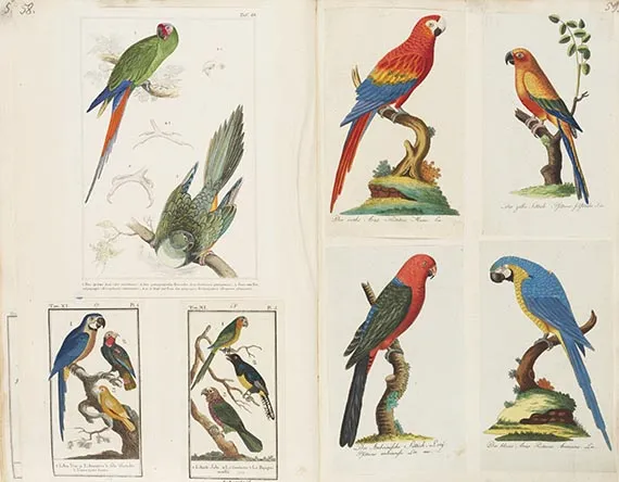 Album de colecție cu ilustrații de păsări