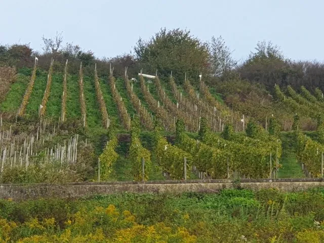 Вільний від договору виноградник Riesling у місцевості «Römerquelle» *безпосередньо від винороба*