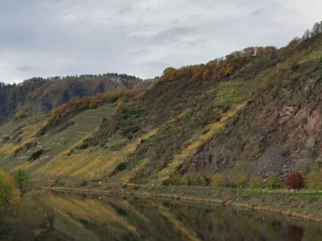 Виноградник у виноробній місцевості 'Neefer Frauenberg' за кілька метрів від Мозеля, бездоговірне господарювання