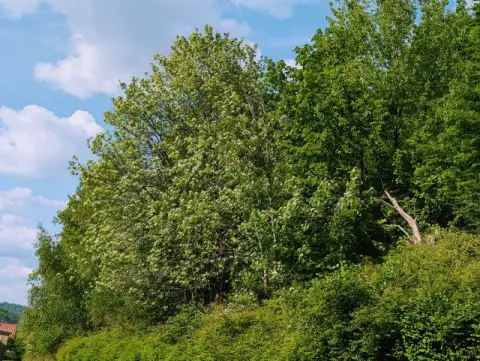 Kontraktfri skovareal direkte ved erhvervsskolen Südliche Weinstraße ca. 27 km fra Kaiserslautern