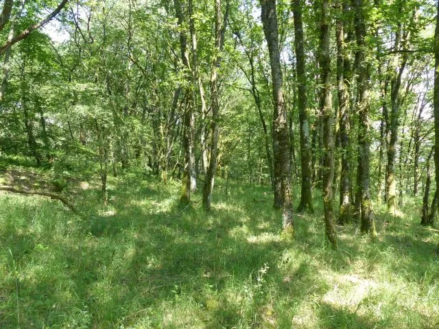 Вільні від договору земельні ділянки на захід від B41 поблизу печери Вендалінус