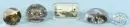 Paperweights, 5 pieces – colorless glass, various shapes and decors, 3 with landscape motifs (incl. Limburg), H= 2-6.5 cm
