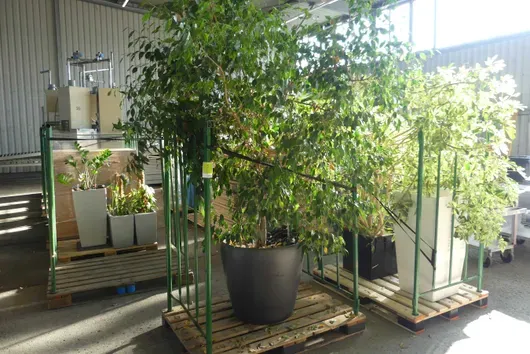 Plante en pot, sans déstockage