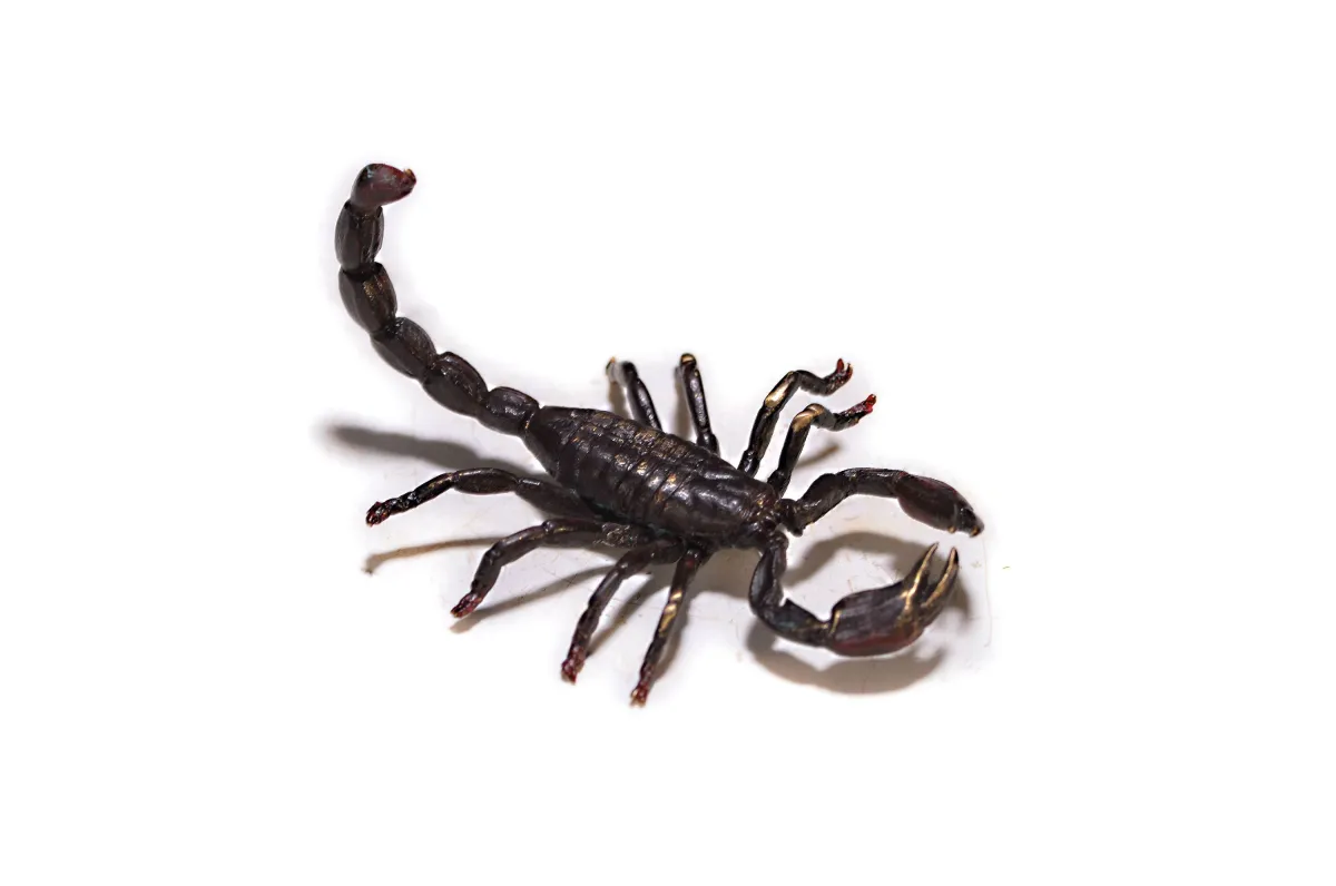 Schorpioen, Weens brons, ges. Franz Bergmann, L. ca. 6 cm