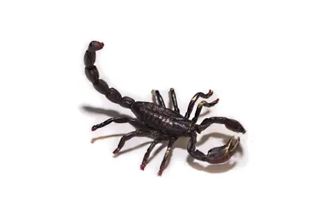 Scorpion, bronze viennois, signé Franz Bergmann, L. env. 6 cm