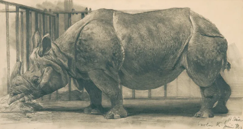 Müller, Richard – Rhinozeros