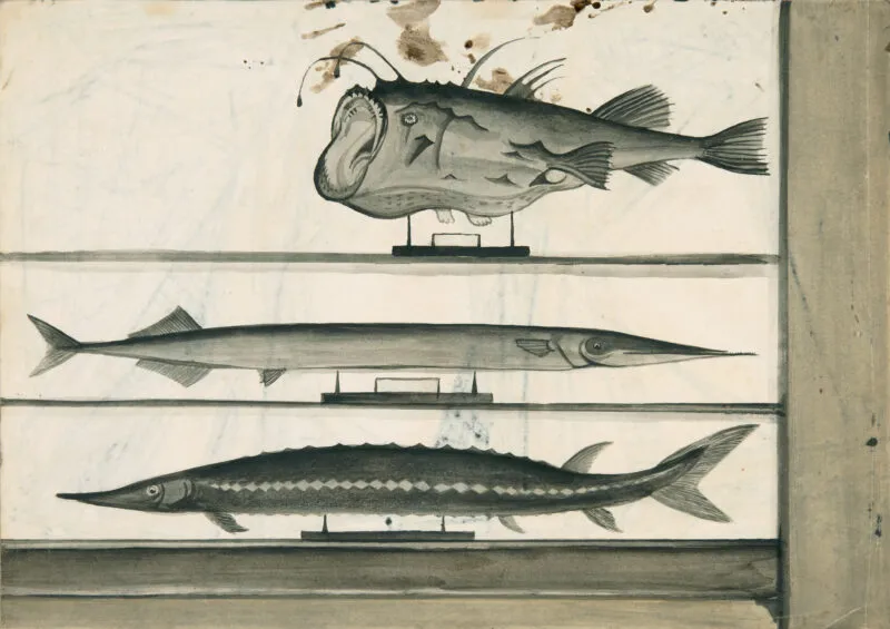 Schroeder, Ernst – Prepared Fish II. Brush in ink on light chamois-coloured laid cardboard