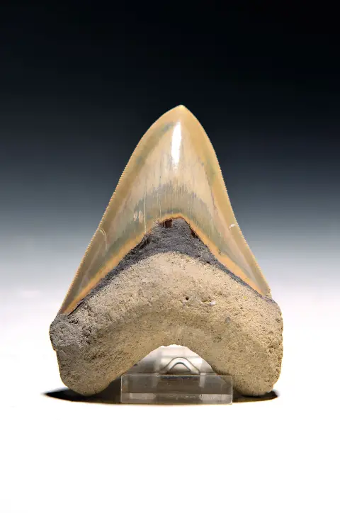 Dent authentique de Carcharocles Megalodon d'Indonésie, Java, Cikalong, Java occidental, env.