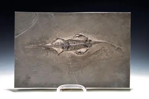Reptile marin Keichousaurus sur une plaque env. 20x31 cm, province de Guizhou Chine, env.