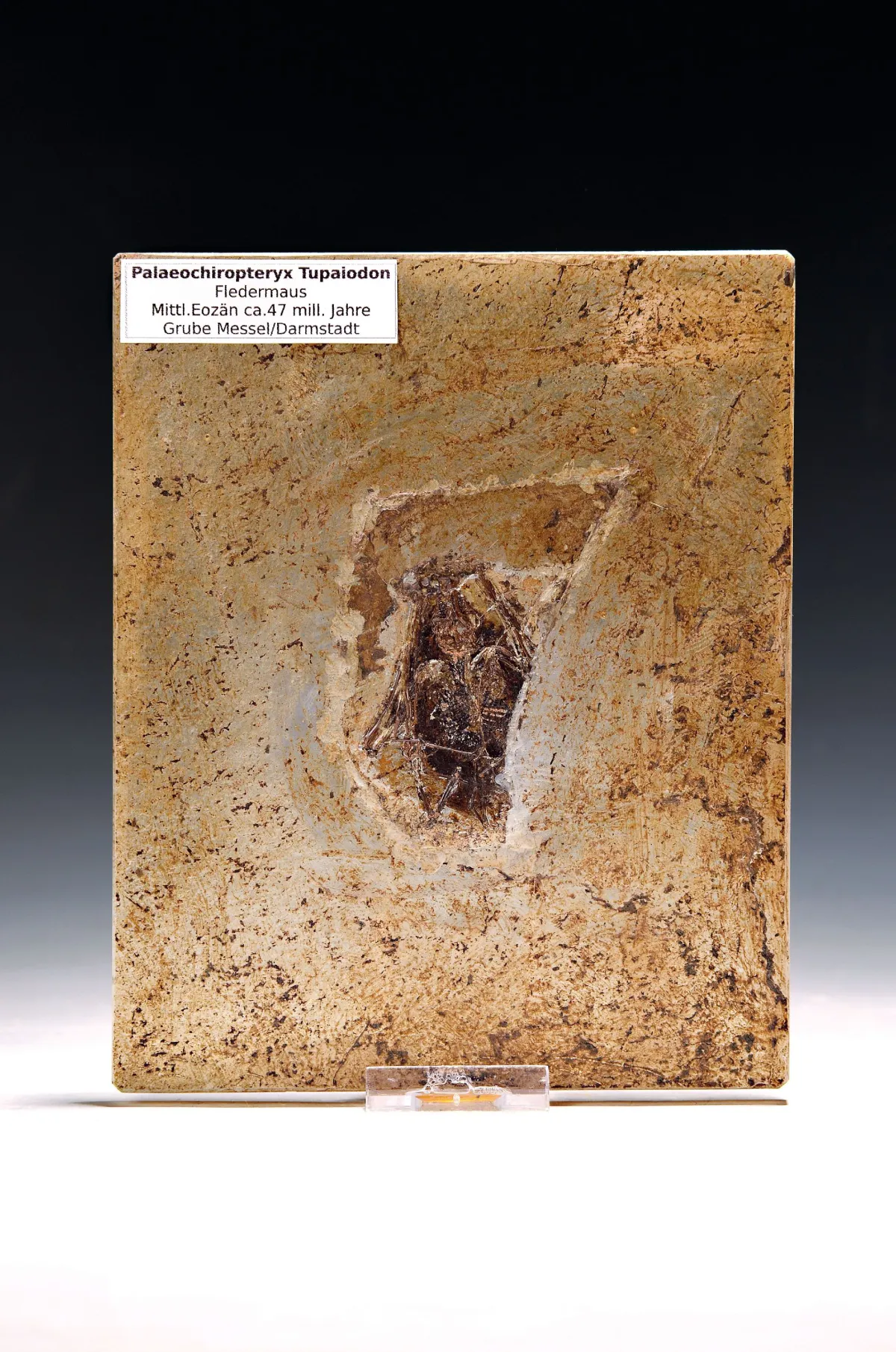 Fossile d'une chauve-souris (Palaechiropteryx Tupaidon), Éocène moyen, env. 47 mio. a.