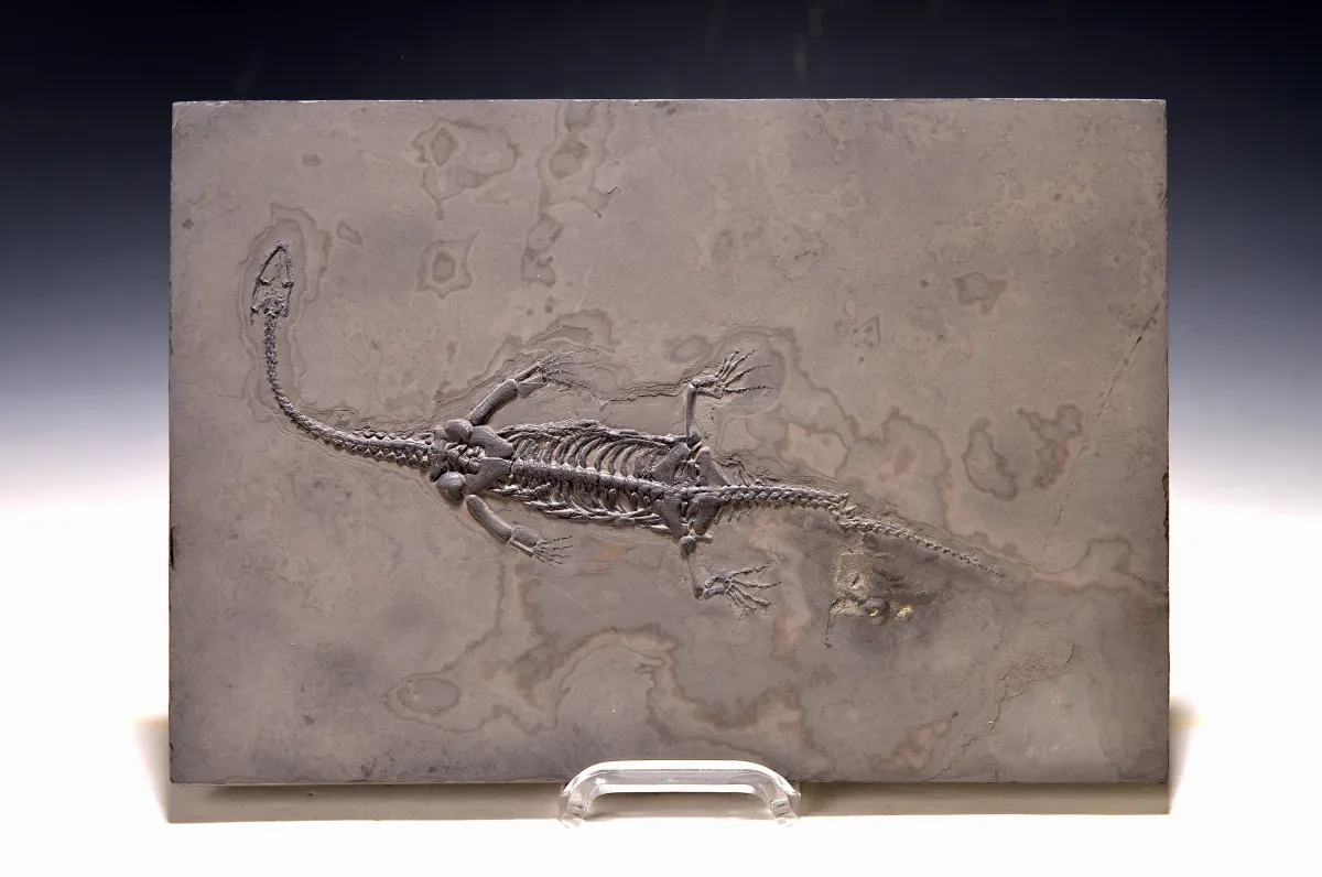 Plovoucí ještěr Keichousaurus na desce cca 27,6x19x1,8 cm, provincie Ghuizhou