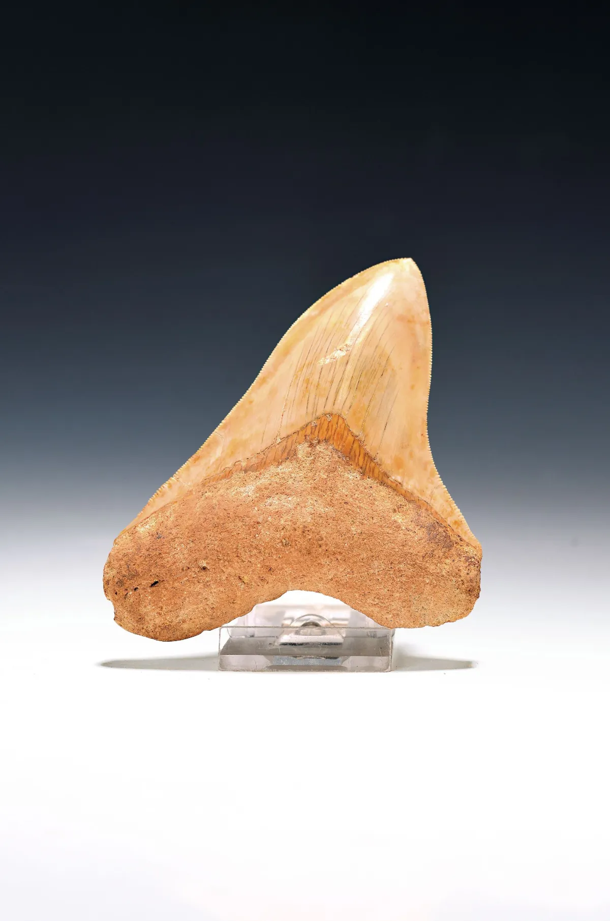 Authentieke prehistorische haaientand, Carcharocles megalodon, Indonesië