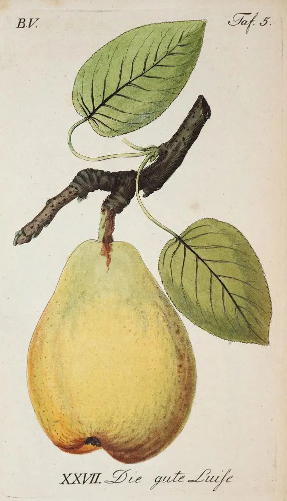 Sickler,J.V. – Der teutsche Obstgärtner