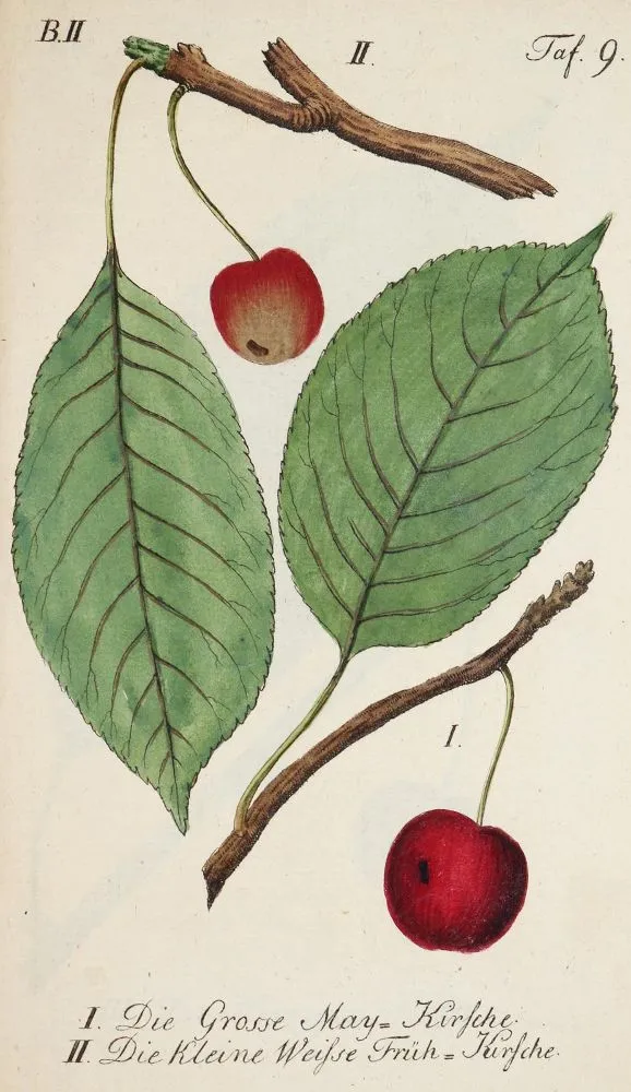 Sickler,J.V. – Der teutsche Obstgärtner