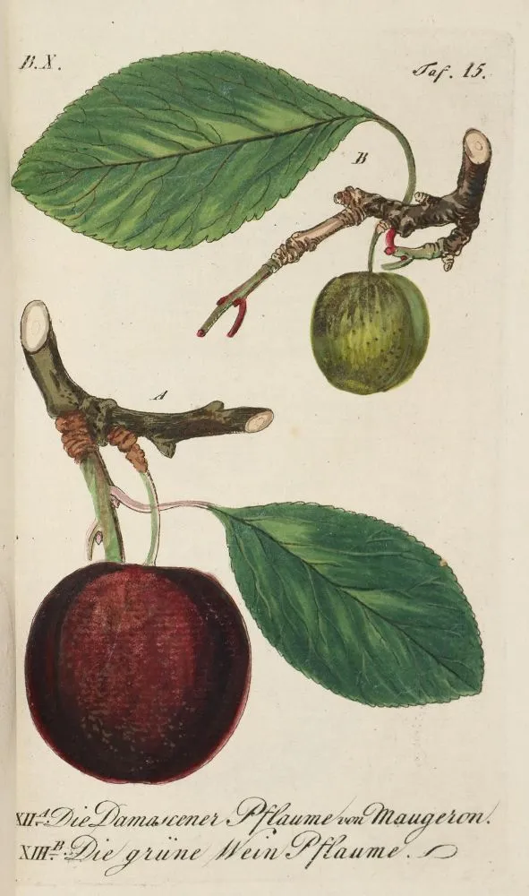 Sickler,J.V. – Der teutsche Obstgärtner