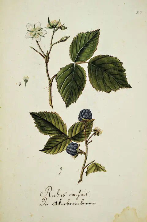 Compendium de 69 dessins botaniques principalement d'après Reitter/Abel : Abbildung Der