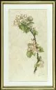 Gingele, Franz, 1898 - 1968 Füssen – Aquarell/Bleistiftzeichnung, auf Japanpapier, 37 x 17 cm, "Apfelblüte", u.r. sign., R, Lit.: Kühling;