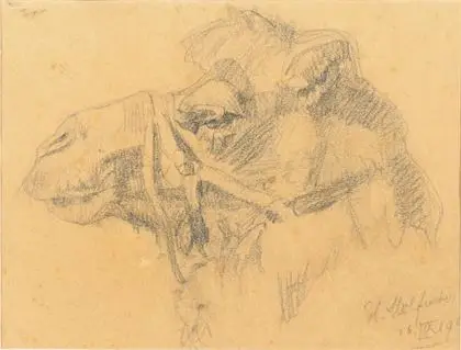 MOLFENTER, Hans (1884 - 1979). Skisse av et kamelhode