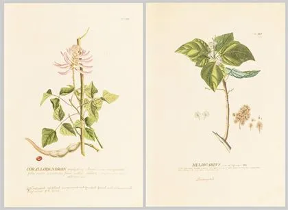 2 plantefremstillinger