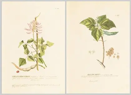 2 plantefremstillinger